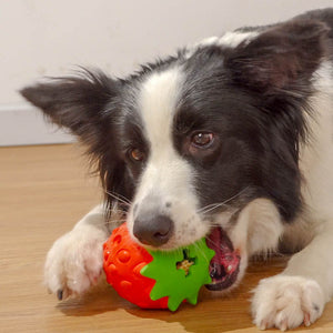 Why Your Dog Needs the Tooth Bite Resistant Toy Ball