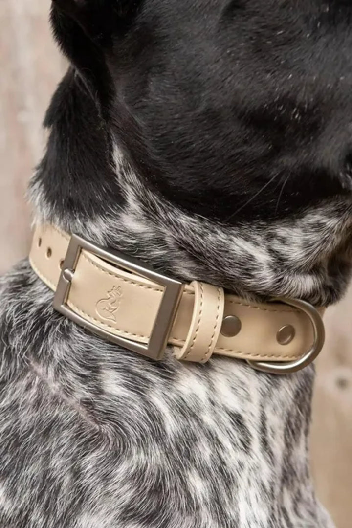 Unleash Style with the Champagne Fizz Vegan Leather Dog Collar