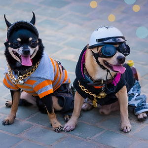 Dressing Up Your Pet — Fun Meets Function