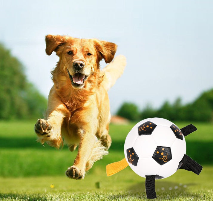 Outdoor Ball Football Dog