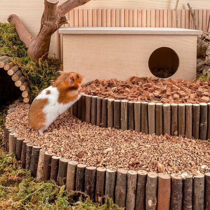 Oak Cork Hamster Digging