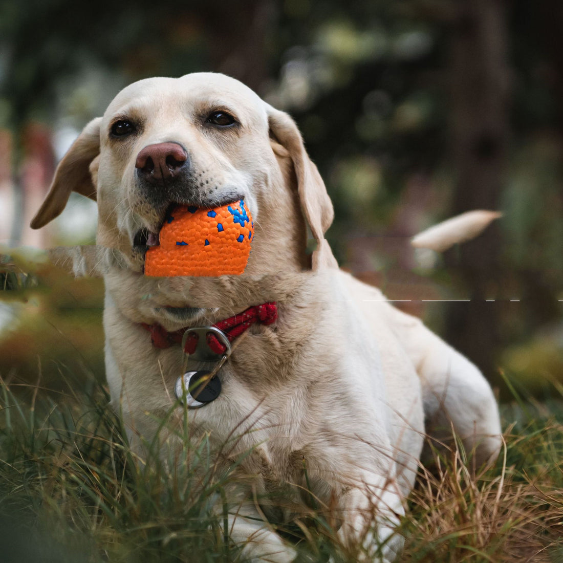 Resistant To Bite And Chew Dog Toy