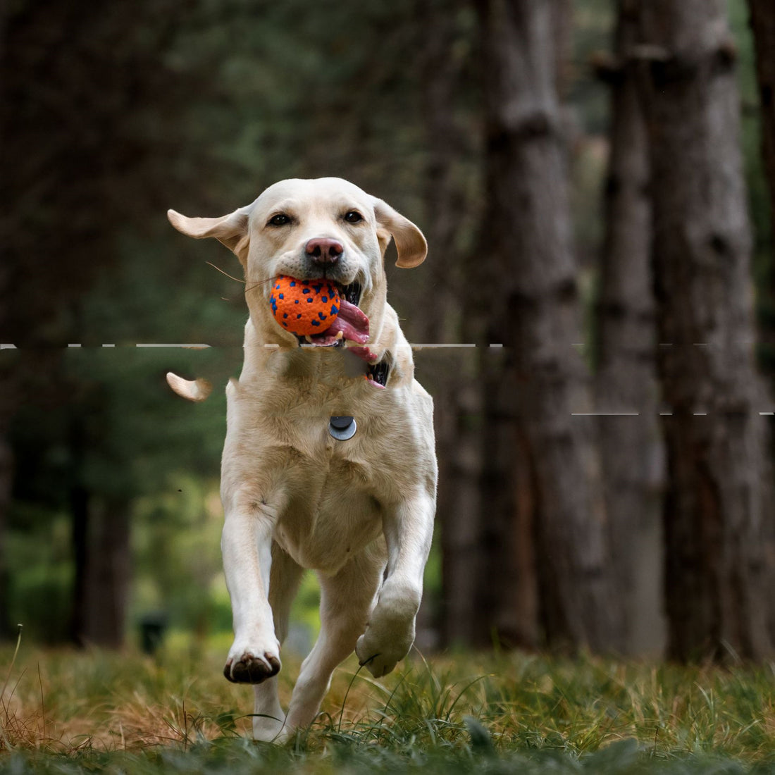 Resistant To Bite And Chew Dog Toy