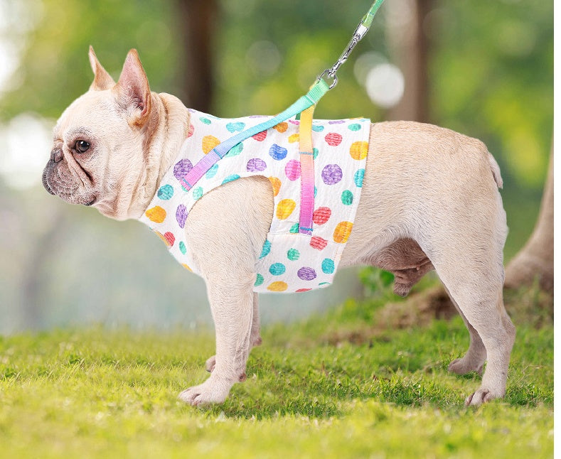 Pet Small Or Medium Sized Dog