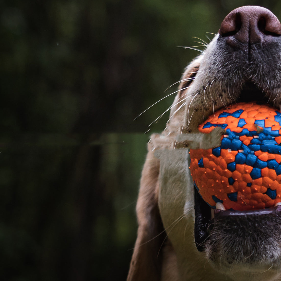 Resistant To Bite And Chew Dog Toy